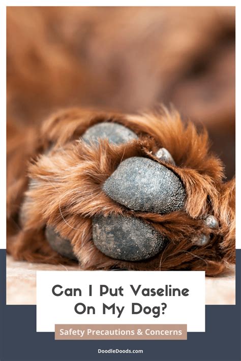 Can I put Vaseline on my dog?
