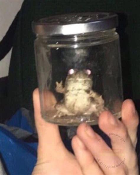 Can I put a frog in a jar?