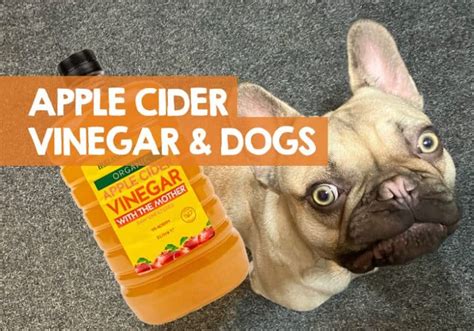 Can I put apple cider vinegar on my dogs paws?