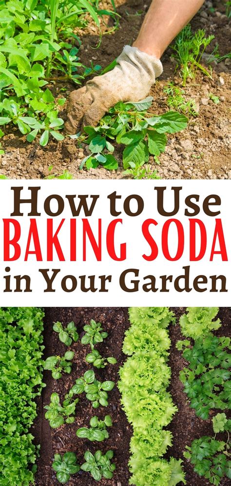Can I put baking soda directly on soil?