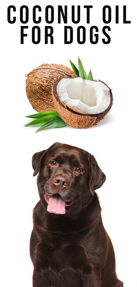 Can I put coconut oil on my dog's skin?