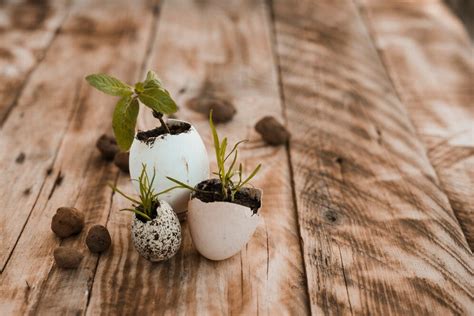 Can I put eggshells directly in my garden?