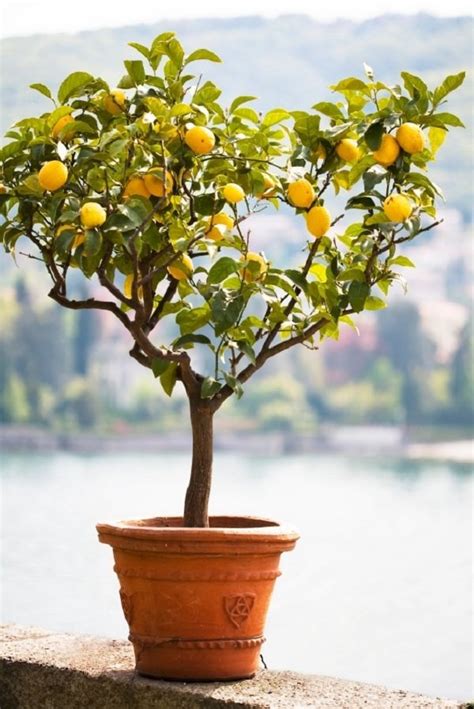 Can I put lemon water in plants?