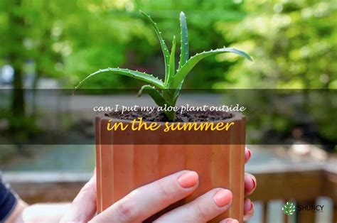 Can I put my aloe plant outside in the summer?