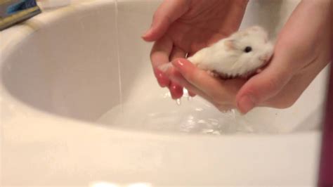 Can I put my hamster in warm water?