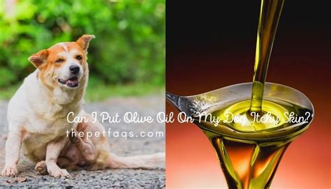 Can I put olive oil on my dogs nose?
