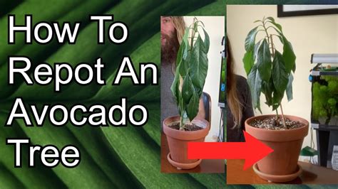 Can I repot an avocado plant?