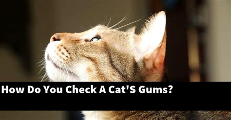 Can I rub honey on my cats gums?