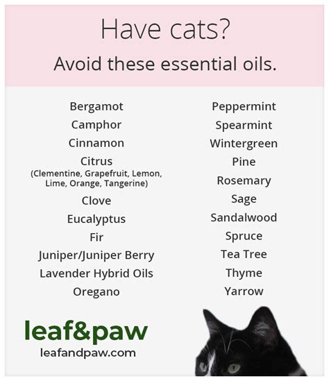 Can I rub lavender oil on my cat?