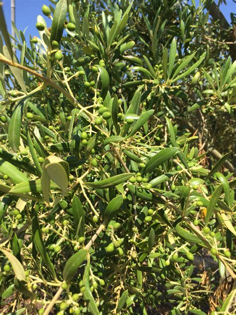 Can I rub olive oil on plant leaves?