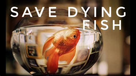 Can I save a dying fish?