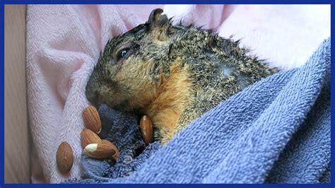 Can I save a dying squirrel?