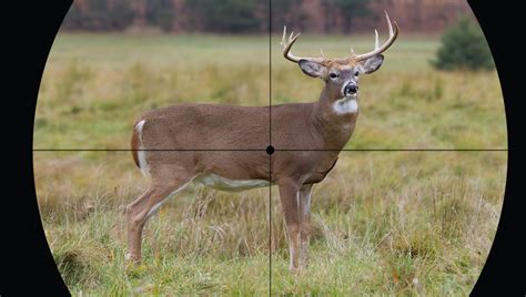 Can I shoot a deer in my backyard in Indiana?