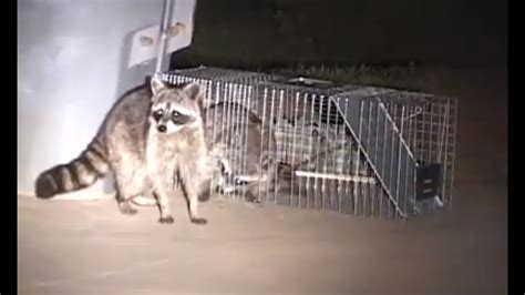 Can I shoot a racoon in my yard in Indiana?