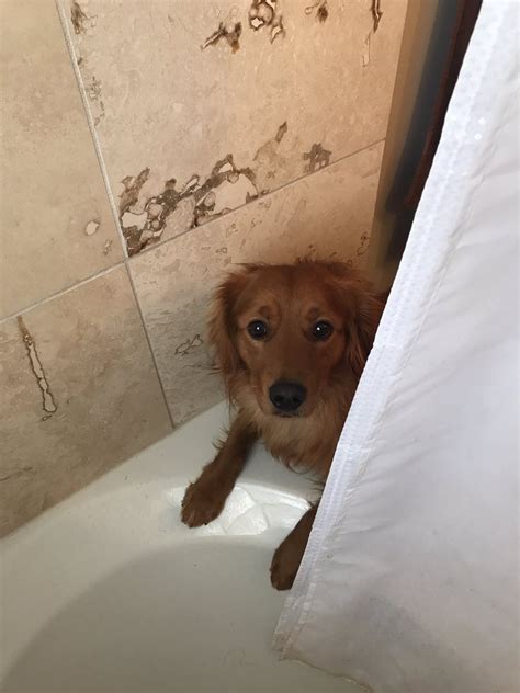 Can I shower my dog at night?