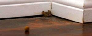 Can I sleep with a mouse in my room?