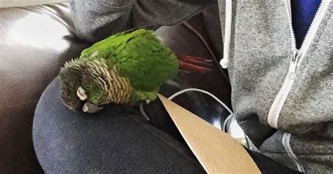 Can I sleep with my conure?