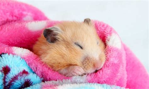 Can I sleep with my hamster?