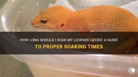 Can I soak my gecko in water?