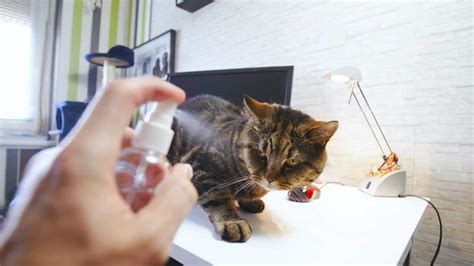 Can I spray my cat with water?