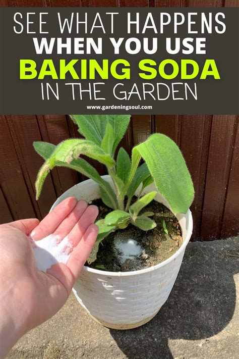 Can I spray my plants with baking soda?