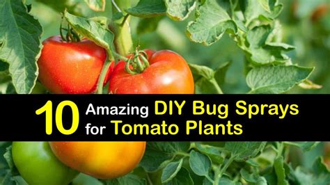 Can I spray vinegar on tomato plants?
