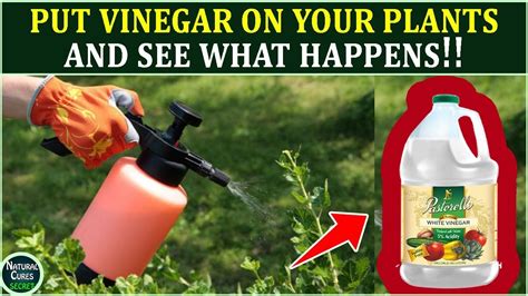 Can I spray white vinegar on plants?
