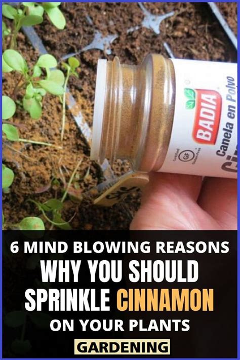 Can I sprinkle cinnamon on my vegetable plants?