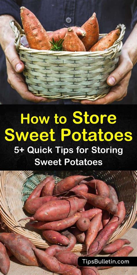 Can I store sweet potatoes in the ground?