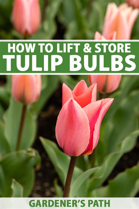 Can I store tulips in the freezer?