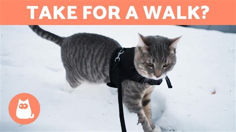 Can I take my cat for a walk?