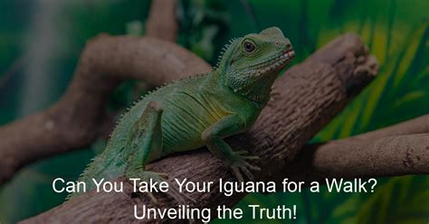 Can I take my iguana on a walk?