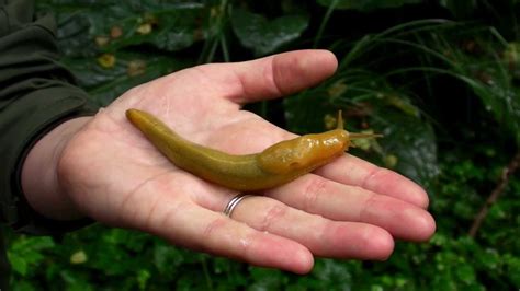 Can I touch a banana slug?