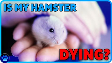 Can I touch my hamster if I have a cold?