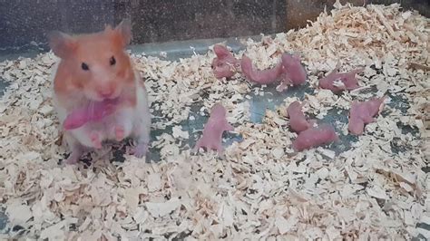 Can I touch my hamster the first day?