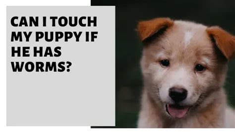 Can I touch my puppy if he has worms?