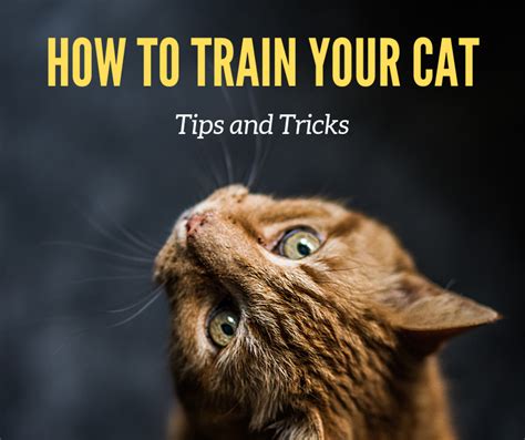 Can I train my cat to do tricks?