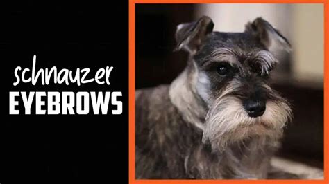 Can I trim my schnauzers eyebrows?