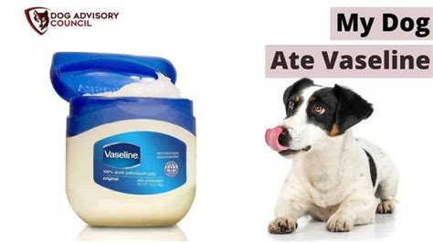 Can I use Vaseline on my dog?