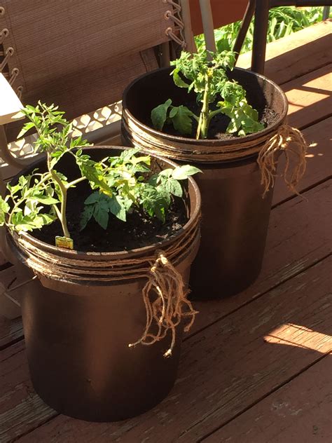 Can I use a bucket as a planter?