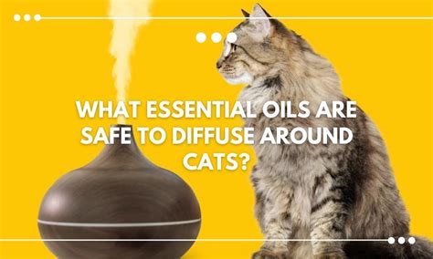 Can I use a diffuser around my cat?