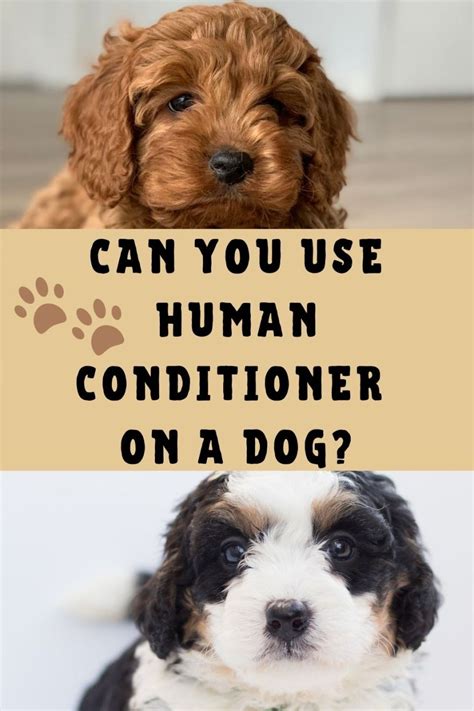 Can I use conditioner on my dog?