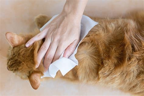 Can I use disinfecting wipes on my cat?