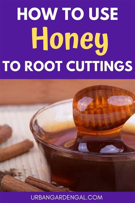 Can I use honey instead of rooting hormone?