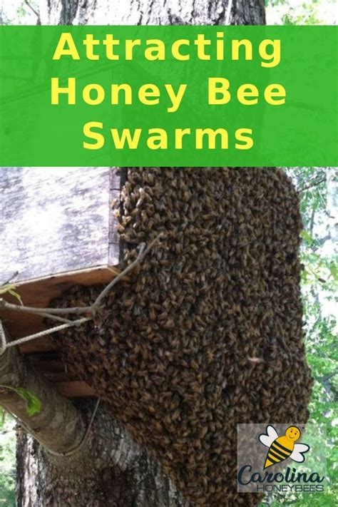 Can I use honey to attract bees?