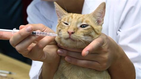 Can I use human eye antibiotics on my cat?