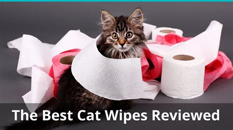 Can I use human wet wipes on my cat?