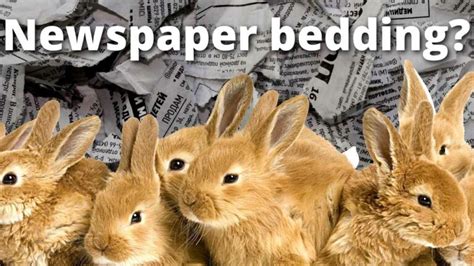 Can I use newspaper for rabbit litter?