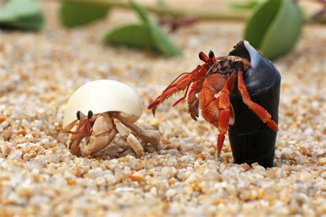Can I use ocean water for my hermit crab?