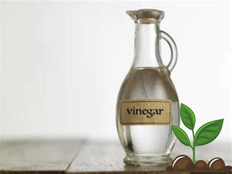 Can I use vinegar in hydroponics?